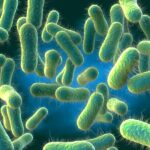 Typhoid fever: causes, symptoms, and preventive measures