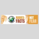 Typhoid fever: causes, symptoms, and preventive measures